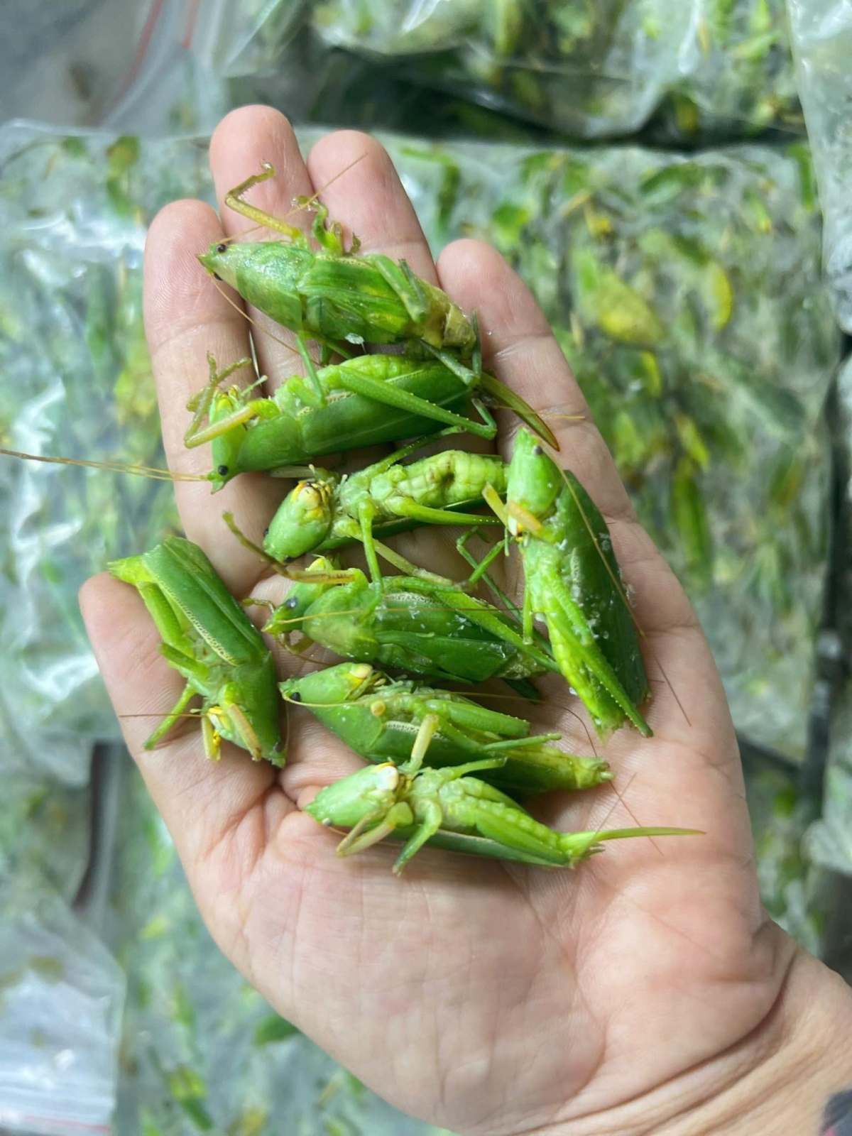 Đặc sản mùa lúa chín có giá gần triệu đồng/kg